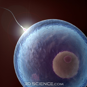 3d_human_reproductive_cells_web02