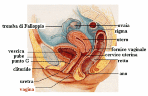Tampone vaginale urettale e cervicale Laboratorio Orlotti Salerno
