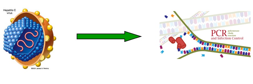 LABORATORIO ORLOTTI DIAGNOSI MOLECOLARE E CONTROLLO DELLE INFEZIONI DA VIRUS DELL’EPATITE B E C (HBV e HCV)